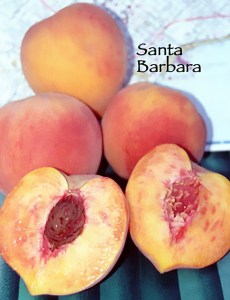Santa Barbara Peach